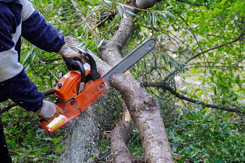 Commercial Tree Services in Hyderabad