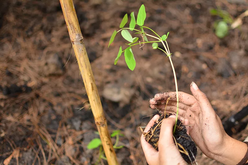  Replanting of Trees in Hyderabad 