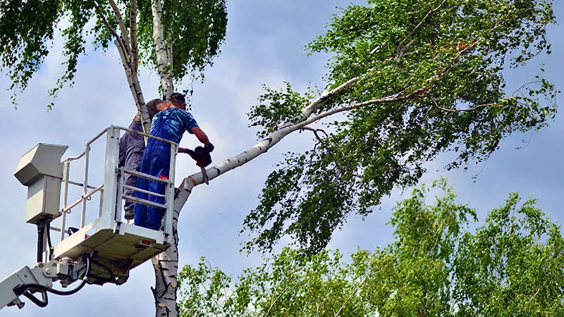 Residential Tree Services in Hyderabad 