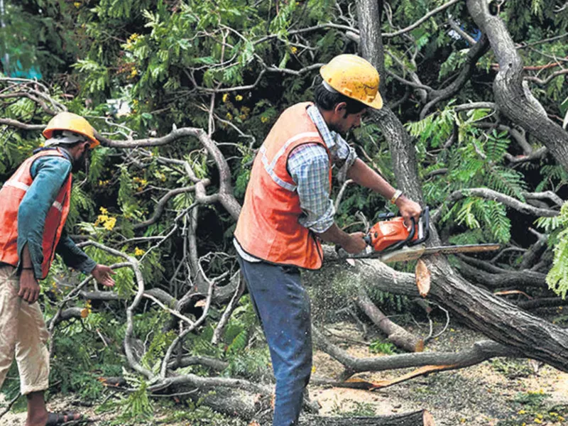Commercial Tree Services