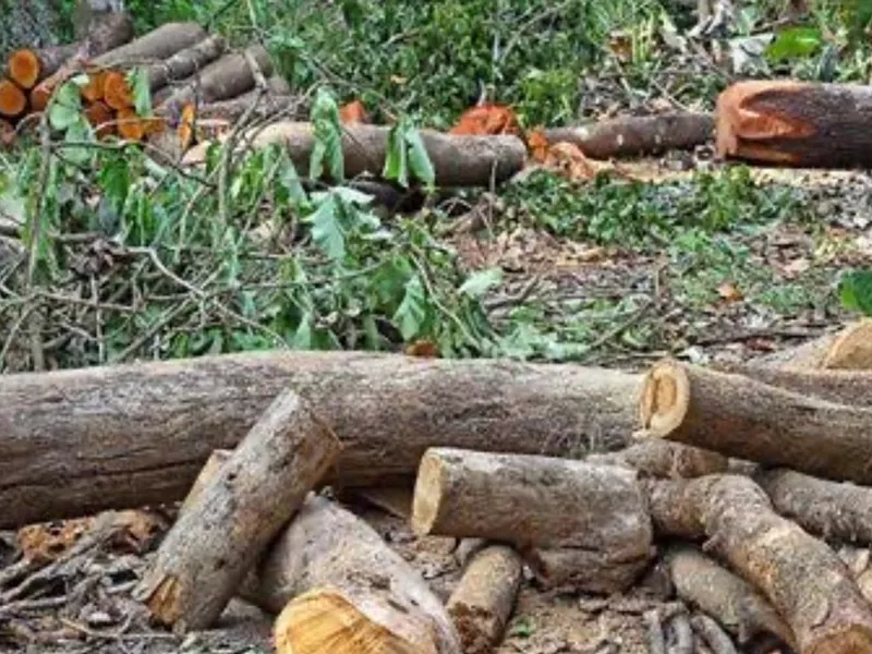Plot/Land Cleaning Services 