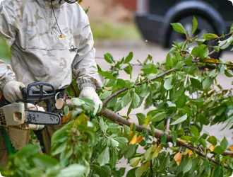 Residential Tree Services