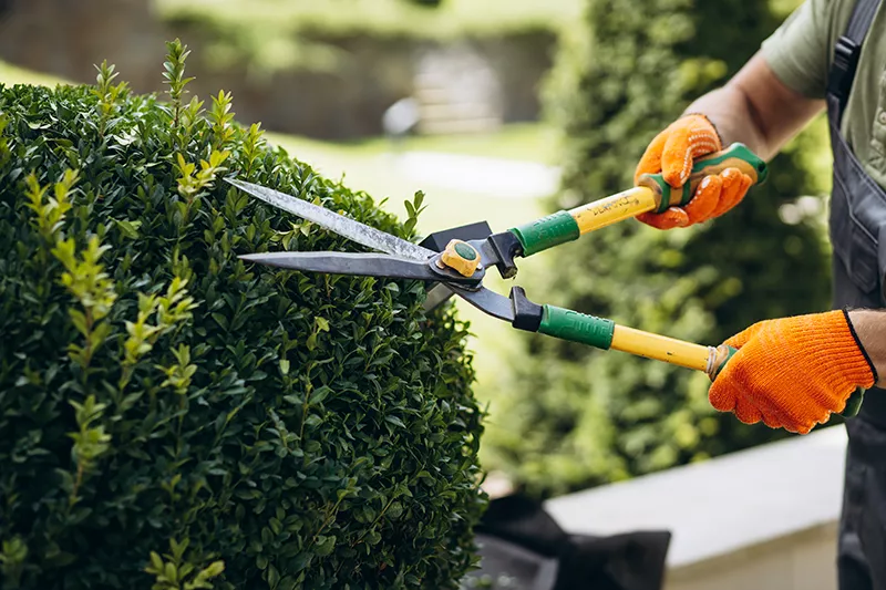  Tree Pruning Services in Hyderabad 